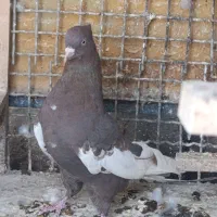 کفتر بهبونی نر