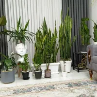 گیاهان آپارتمانی تخفیف جزئی  ملارد صفادشت