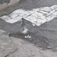کفتر پرشی و پلاکی