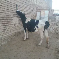 گاو گوساله