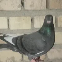 کبوتر‌|پرنده|گنبد کاووس, |دیوار