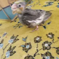 عروسسرلاکی|پرنده|بندر گز, |دیوار