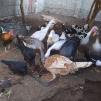 تعدادی مرغ و غاز ، اردک خارجی و بوقلمون|حیوانات مزرعه|کرباسک, |دیوار