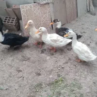 اردک