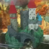 آکواریوم|ماهی|سنندج, |دیوار