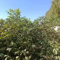 فروش عمده نهال های اصلاح شده