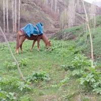 مادیان۴سال قیمت توافقی