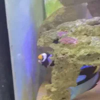 دلقک ماهی ابشور