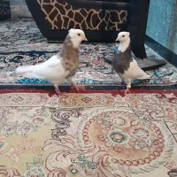 نقاشی چهره شما،نقاشی سه بعدی3d