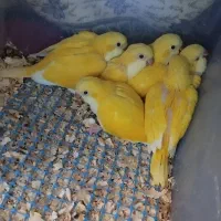 طوطی جوجه راهب زرد سنگال ردچیک ملنگو شاه گرینچیک