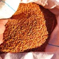 گندم دیم باران