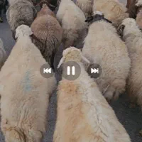 ۵۰راس میش داشتی کردی لری سنجابی