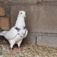کبوتر طوقی الماسی