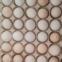 تخم مرغ