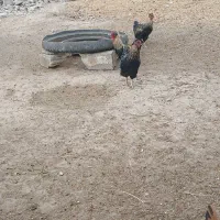 دوتا خروس جوان بفروش میرسد|حیوانات مزرعه|خواجه, |دیوار