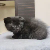 گربه اسکاتیش مو بلند|گربه|تبریز, |دیوار