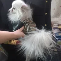 فروش سگ پامرین