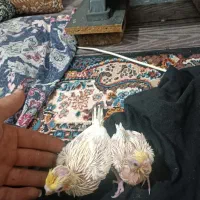 عروس هلندی سرلاکی لوتونیو|پرنده|کلاچای, |دیوار