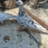 جفت سرور نر و ماده بندی