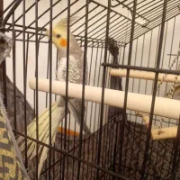 عروس هلندی سخنگو