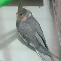 عروس هلندی 7ماهه|پرنده|مشهد, هدایت|دیوار