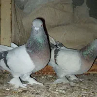 کفتر سوسنی بهبهانی|پرنده|شیراز, محمدیه|دیوار