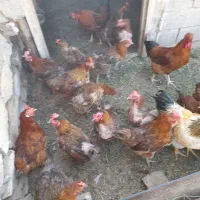 فروش مرغ تخم گذار|حیوانات مزرعه|نقده, |دیوار