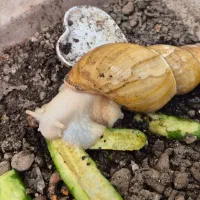 حلزون  خیلی بزرگ و بالغ