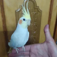 عروس هلندی کاملا اهلی