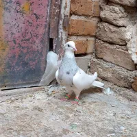 طوقی بید مشکی