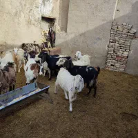 بز بزغاله دار و آبستن میش قوچ بره