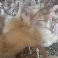 فروش بوقلمون زنده