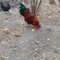 خروس محلی ، مرغ ، اردک|حیوانات مزرعه|چناران, |دیوار