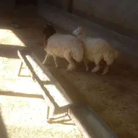 بره|حیوانات مزرعه|سوری, |دیوار
