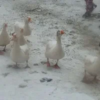 فروش غاز خانگی