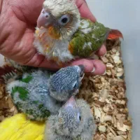 جوجه گرینچیک وملنگو زرد