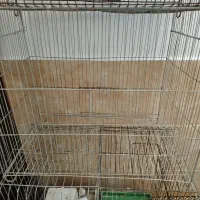 قفس پرنده|لوازم جانبی حیوانات|رشت, دباغیان|دیوار