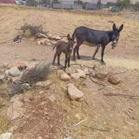 الاغ و کره نر