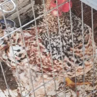 خروس گلین|حیوانات مزرعه|فولادشهر, B2|دیوار