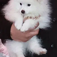 سگ پامر آپارتمانی|سگ|تهران, ابوذر|دیوار