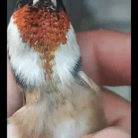 سهره نر شره ای سهره جفتی یه وجبی ما ه سهره