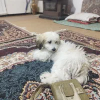 خریدوفروش سگ|سگ|دیواندره, |دیوار