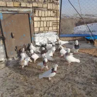 کبوتر توقی|پرنده|ایجرود, |دیوار