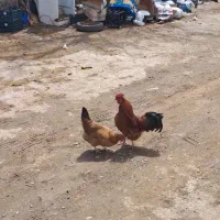 مرغ و خروس روستایی طبیعی