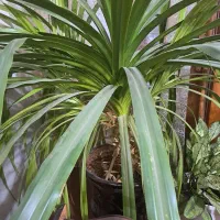 فروش گل پاندانوس