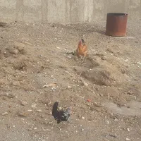 مرغ و خروس