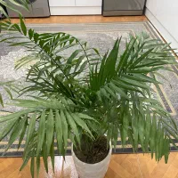 گل های طبیعی شامادورا اریکا کاکتوس|گل و گیاه طبیعی|شهریار, رزکان|دیوار