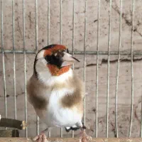 سهره نر و سهره ماده|پرنده|شیراز, شهرک گلستان|دیوار