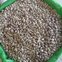 لوبیا چیتی بذر خمین عمده ۳۴۰ هزار تومن