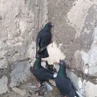 کبوتر زاغ مینا سیاه همه نر